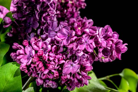 Beautiful blooming dark purple lilac isolated on a black background. Flower head close-up.