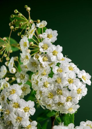 Beautiful Blooming white spirea vanhouttei on a green background. Flower head close-up.