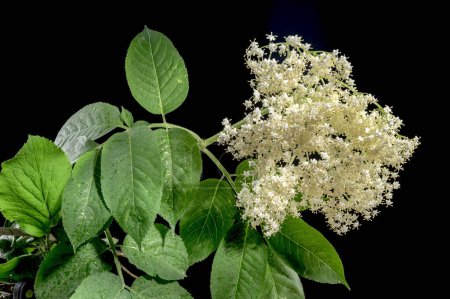 Photo for Beautiful Blooming white sambucus isolated on a black background. Flower head close-up. - Royalty Free Image