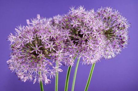 Beautiful Blooming pink flowers of allium aflatunense or ornamental onion on a purple background. Flower head close-up.