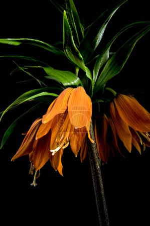 Schöne Krone imperialen Blume blühen isoliert auf einem schwarzen Hintergrund. Blütenkopf in Großaufnahme.