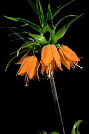 Schöne Krone imperialen Blume blühen isoliert auf einem schwarzen Hintergrund. Blütenkopf in Großaufnahme.
