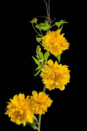 Téléchargez les photos : Belle kerria jaune, rose japonaise Pleniflora fleur isolée sur un fond noir. Tête de fleur gros plan. - en image libre de droit