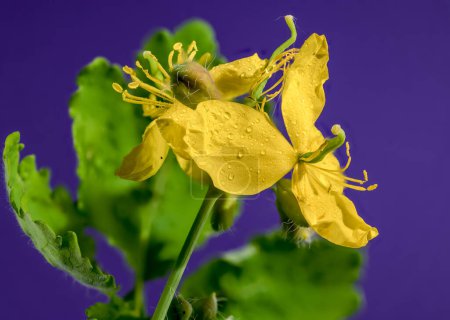 Schöne Blühende gelbe Schöllkraut oder Ficaria verna auf violettem Hintergrund. Blütenkopf in Großaufnahme.