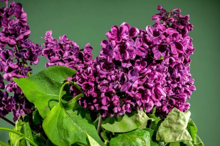 Beautiful blooming dark purple lilac on a green background. Flower head close-up.
