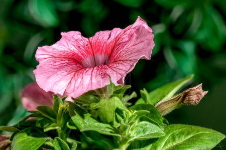 Téléchargez les photos : Belle floraison rose Pétunia hybride grandiflore Limbo fleurs sur un fond de feuilles vertes. Tête de fleur gros plan. - en image libre de droit