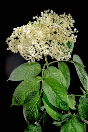 Photo for Beautiful Blooming white sambucus isolated on a black background. Flower head close-up. - Royalty Free Image