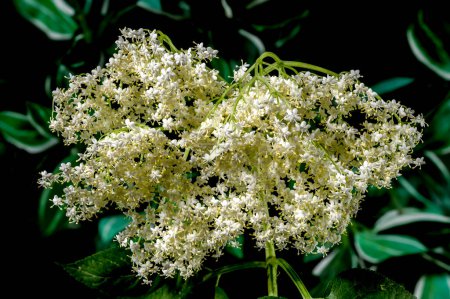 Photo for Beautiful Blooming white sambucus on a dark green background. Flower head close-up. - Royalty Free Image