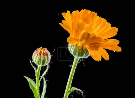 Beautiful Blooming Calendula officinalis flowers on a black background. Flower head close-up.