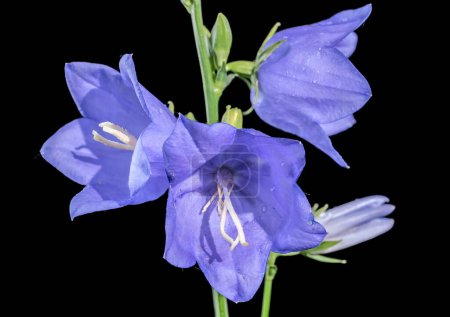 Beautiful Blooming blue bellflower or campanula on a black background. Flower head close-up.