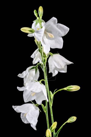 Schöne Blühende weiße Glockenblume oder Glockenblume auf schwarzem Hintergrund. Blütenkopf in Großaufnahme.