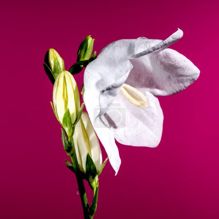 Beautiful Blooming white bellflower or campanula on a pink background. Flower head close-up.