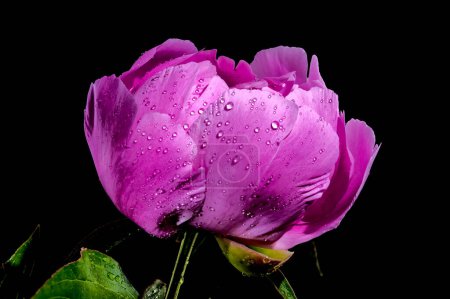 Beautiful Blooming pink peony Alexander Fleming on a black background. Flower head close-up.