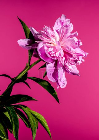 Beautiful Blooming pink peony Alexander Fleming on a pink background. Flower head close-up.