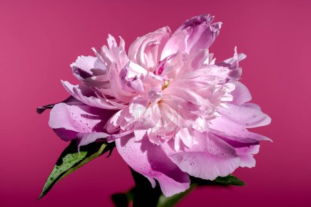 Beautiful Blooming pink peony Alexander Fleming on a pink background. Flower head close-up.