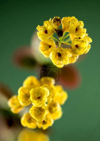 Hermosa flor de agracejo amarillo sobre un fondo verde. Primer plano de la cabeza de flor.