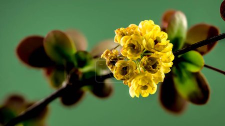 Schöne Blühende gelbe Berberitze auf grünem Hintergrund. Blütenkopf in Großaufnahme.
