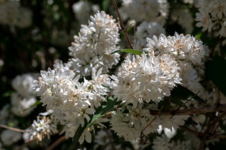 Belle deutzia blanche en fleurs dans un jardin sur fond de feuilles vertes