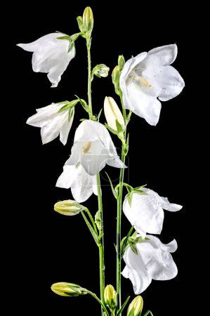 Beautiful Blooming white bellflower or campanula on a black background. Flower head close-up.