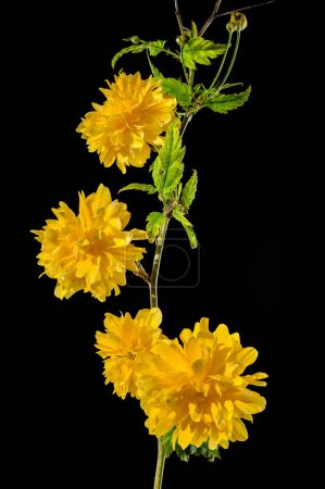 Beautiful yellow kerria, Japanese rose Pleniflora flower isolated on a black background. Flower head close-up.