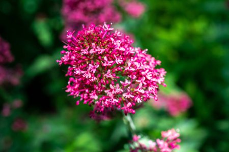 Beautiful Blooming red centranthus ruber or valeriana flowers in a garden on a green leaves background