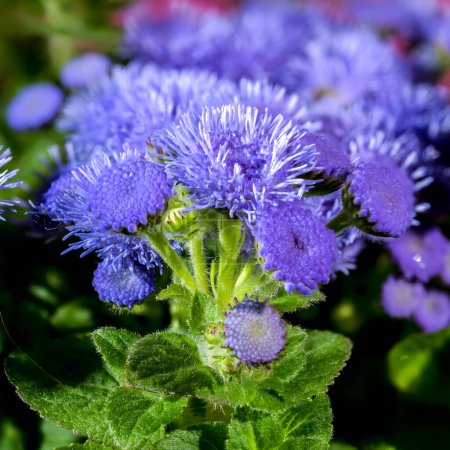 Beautiful Blooming blue Ageratum Bluemink flowers on a Crimson background. Flower head close-up.