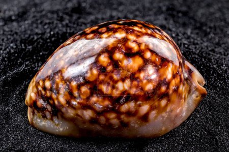 Close-up of Cypraea caputserpentis sea shell on a black sand background