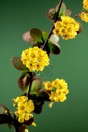 Belle fleur d'épine-vinette jaune sur un fond vert. Tête de fleur gros plan.