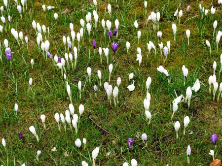 Téléchargez les photos : Westerstede, Allemagne : Green city park in spring bloom - en image libre de droit