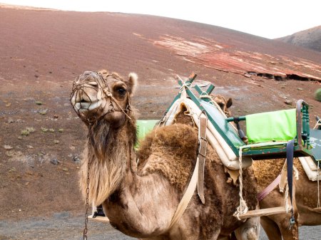 Photo for Lanzarote, Spain: Dromedaries for the transport of tourists on the Timanfaia lava dunes - Royalty Free Image