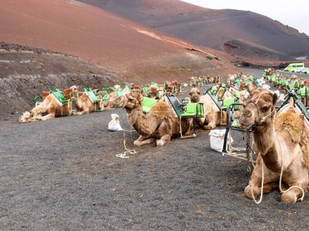 Lanzarote, España: Dromedarios para el transporte de turistas en las dunas de lava de Timanfaia