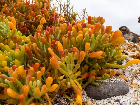 Lanzarote, Spain: natural fat plants grown between rocks and sand