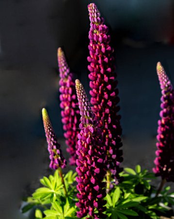 Purple Lupins in the evening light in an English garden