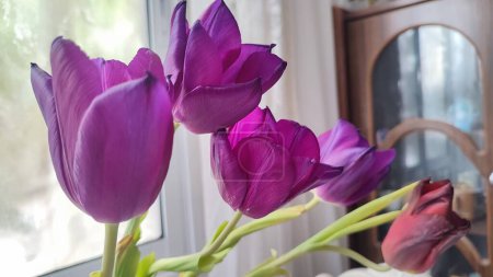 purple tulips with yellow centers, flowers, plant flora, botanical species variety. High quality photo