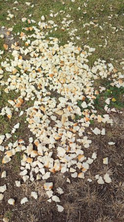 Téléchargez les photos : Miettes de pain dispersées sur l'herbe, nourriture pour oiseaux. Photo de haute qualité - en image libre de droit