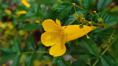 yellow flowers, green leaves, botanical garden. High quality photo