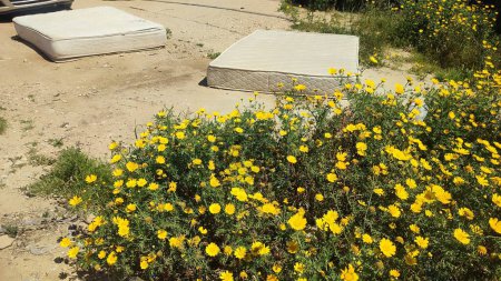 yellow wildflowers, white mattress outdoors, spring summer. High quality photo