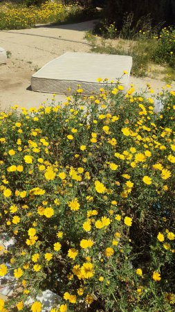 yellow wildflowers, white mattress outdoors, spring summer. High quality photo