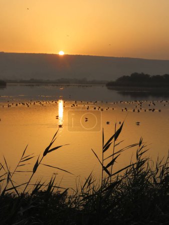 A stunning vertical photograph of a sunrise over a serene body of water, with birds scattered across the surface. The warm, golden light of the rising sun creates a reflective glow on the water, highlighting the peacefulness of the early morning.