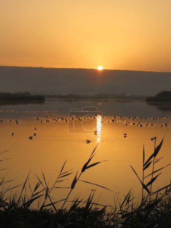 Ein atemberaubendes vertikales Foto eines Sonnenaufgangs über einem ruhigen Gewässer, mit Vögeln, die über die Oberfläche verstreut sind. Das warme, goldene Licht der aufgehenden Sonne erzeugt ein reflektierendes Leuchten auf dem Wasser und unterstreicht die Friedlichkeit des frühen Morgens.