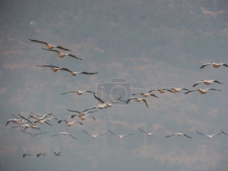Une photo saisissante en gros plan d'un troupeau d'oiseaux en vol dans un contexte montagneux. Les oiseaux sont capturés en plein air, soulignant leurs mouvements gracieux et la beauté de la migration collective dans la nature.
