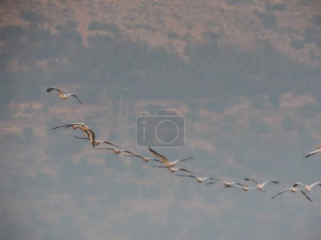 Photographie captivante d'oiseaux volant en formation V sur fond montagneux. Le modèle de vol organisé souligne la beauté et la coordination de la nature, mettant en valeur l'harmonie et le comportement instinctif des oiseaux.