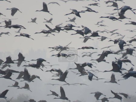 Une superbe photographie d'une volée massive d'oiseaux volant au-dessus d'un paysage ouvert. La vue étendue saisit l'immensité du ciel et de la terre, soulignant la migration saisonnière et la beauté des cycles de la nature.