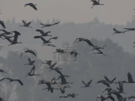 Photographie captivante d'oiseaux volant en formation sur fond de brume bordée d'arbres. Le modèle de vol organisé souligne la beauté et la coordination de la nature, mettant en valeur l'harmonie et le comportement instinctif des oiseaux.