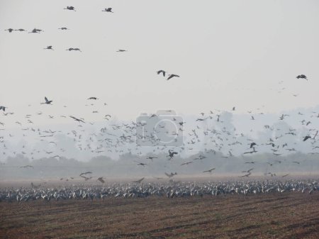 Una impresionante fotografía de una bandada masiva de aves volando sobre un paisaje abierto. La vista expansiva captura la inmensidad del cielo y la tierra, destacando la migración estacional y la belleza de los ciclos de la naturaleza..