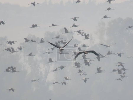 Ein faszinierendes Foto eines großen Vogelschwarms im Flug vor nebligem Hintergrund. Die Silhouetten der Vögel erzeugen ein dynamisches Muster, das die Essenz kollektiver Bewegung und die Schönheit der Natur in Bewegung einfängt..