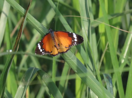 Ein lebhaftes Foto eines orangefarbenen und schwarzen Schmetterlings auf einem grünen Grashalm. Die lebendigen Farben des Schmetterlings heben sich vom üppigen grünen Hintergrund ab und fangen die Essenz der natürlichen Schönheit und das zarte Gleichgewicht der Natur ein..