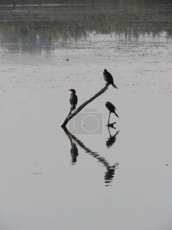 Photo for A serene photograph of three cormorants perched on a submerged branch in calm, reflective water. Their silhouettes and reflections create a striking, symmetrical composition, highlighting the tranquility and natural beauty of the scene. - Royalty Free Image