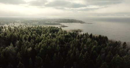 Whispering Pines by the Finnish Lake. High quality 4k footage