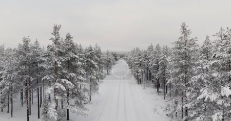 Winters Veil: Snow-Clad Pines and Path in Finnish Forest (en inglés). Imágenes de alta calidad 4k